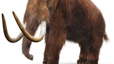 The mammoths’ return: scientist predicts ‘de-extinction’ of long-lost animals