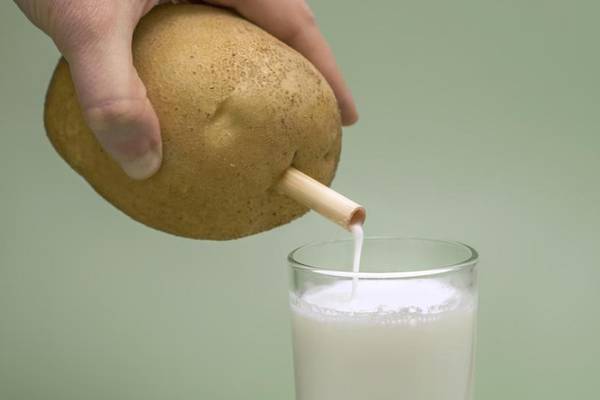 Potato milk: Latest plant-based milk arrives in Ireland this year