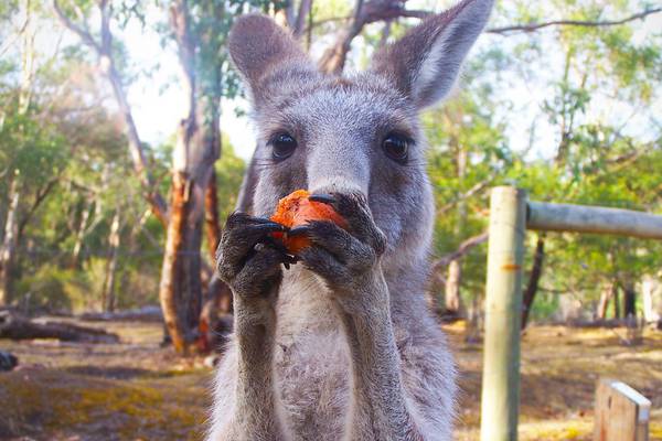 Call to stop feeding ‘junk food-crazed’ kangaroos after attacks