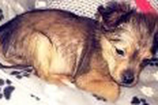 ‘Animal lover’ who bludgeoned puppy to death sentenced to 15 months