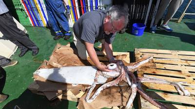Rare giant squid brought up in fisherman’s nets off Kerry