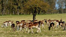 The high price Ireland pays for  too many wild deer