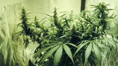 Fisherman charged with cultivating cannabis in Tralee