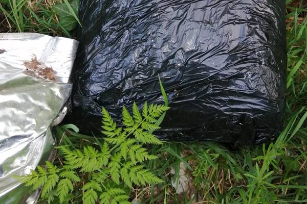 Over €1 million worth of cannabis herb found in a ditch by gardaí