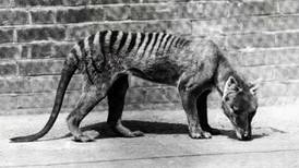 Tasmanian tiger ‘sightings’ prompt searches in Australia