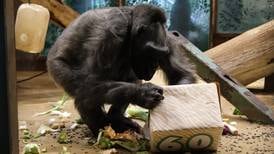 Delilah, the oldest gorilla in the UK, dies at Belfast Zoo
