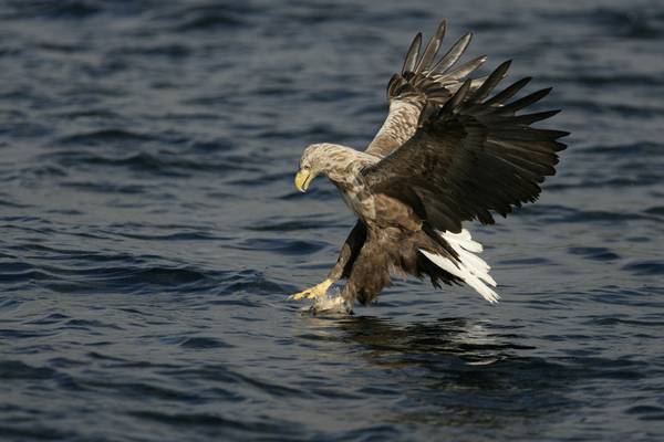 White-tailed sea eagle found dead of avian flu in Co Tipperary