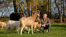 Alpacas, bees, peacocks and tourists – the good life in Co Kilkenny