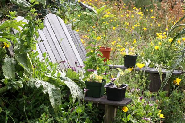 Just moved into a house with a wild garden? Here’s how to tackle it