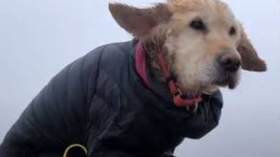 Dog lost for two weeks found in Wicklow mountains