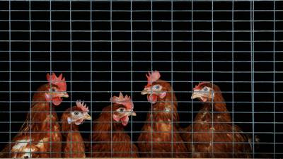 Poultry farm costs: ‘It’s no longer about making money, it’s about surviving’