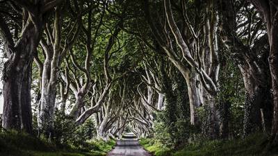 Game of Thrones tunnel of trees damaged in Storm Gertrude