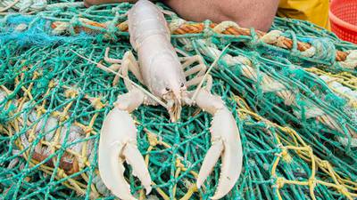 Extremely rare white lobster turns up in Bantry Bay