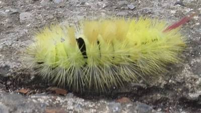 Could you identify this extraordinary caterpillar? Readers’ nature queries