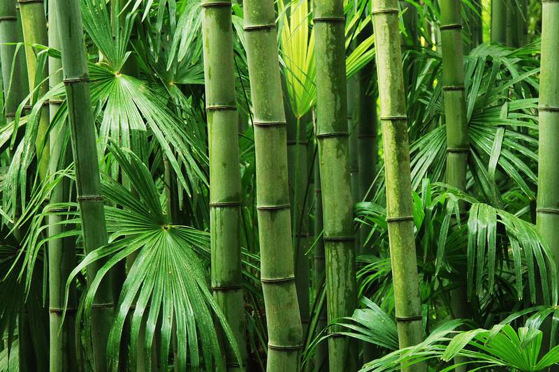 Your gardening questions answered: When should you cut bamboo?