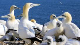 Respectful gannets do not overstep their boundaries