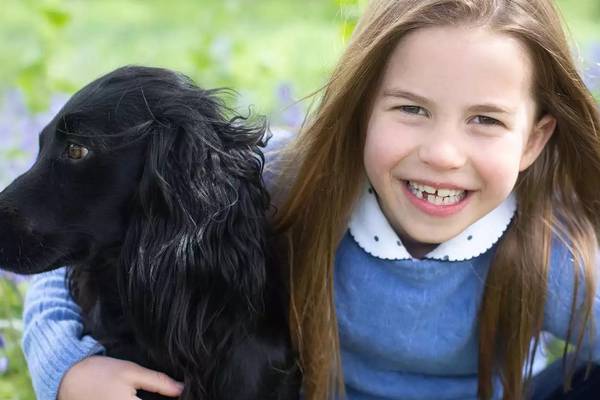Orla the spaniel shakes off her south Dublin roots and joins the royal family