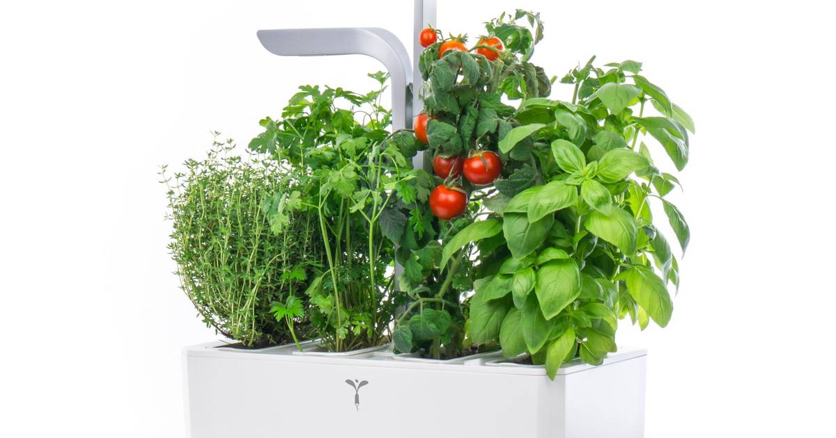 Обзор домашнего умного сада, который поможет выращивать травы, фрукты и овощи – The Irish Times