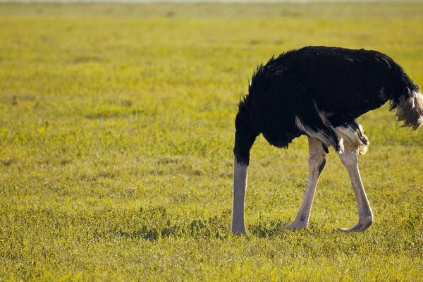 Róisín Ingle: My unvaccinated relative arrives soon. It’s time for ostrich therapy