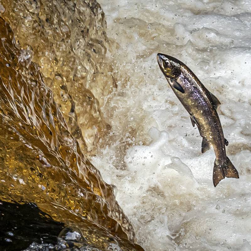 ‘Catastrophic decline’ in numbers of wild salmon returning to Ireland 