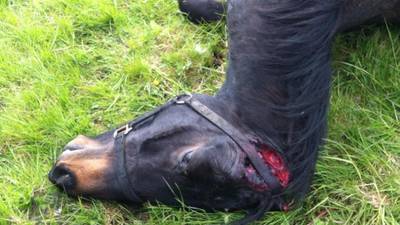 Reward of €5,000 offered after horse disemboweled