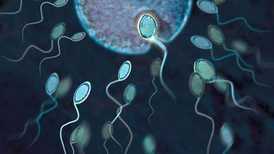 Plunging sperm counts provoke alarm