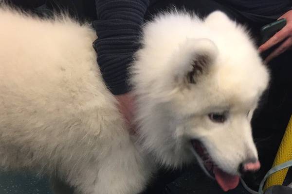 Rail-riding pup reunited with owners after solo trip to Dublin