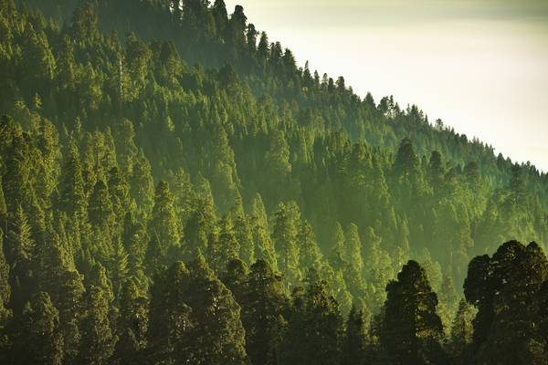 Human activity turning protected forests into carbon emitters