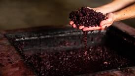 How does a wine ferment? It’s both easy and complex