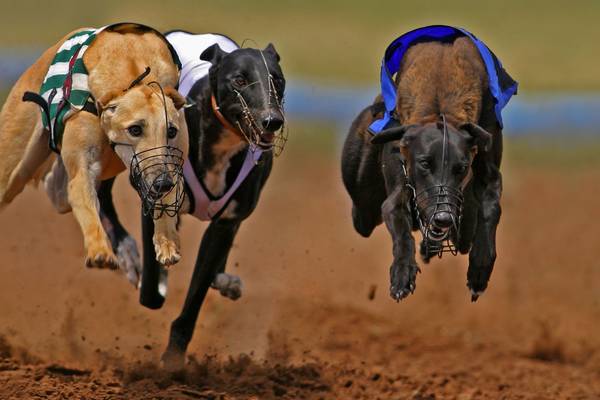 Greyhound racing promotion stopped due to ‘disgusting behaviour’ in sector – Ross