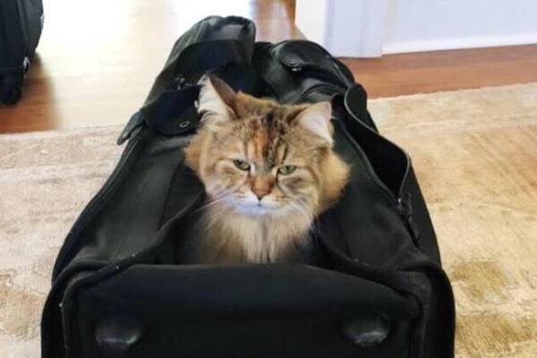 Do Nicole Kidman’s cats really love going on hikes in her backpack?