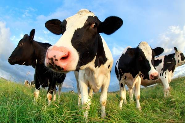 Farmers may get to set beef prices following agreement