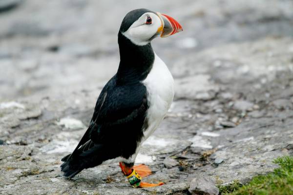 Irish puffins in decline as long-distance travel leaves them too tired to breed