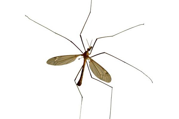The ‘Daddy Long-Legs’ may appear meek and mild, but it can devour larger spiders