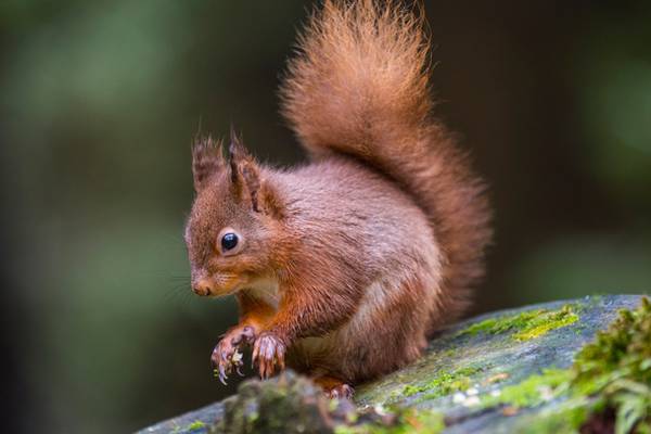 Howth’s red squirrel population at risk from ‘aggressive’ greys