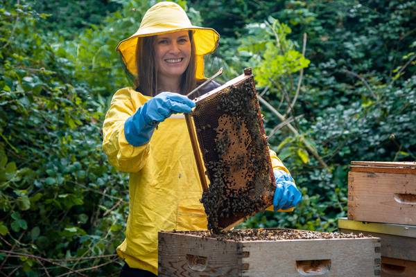 Irish honey among world’s healthiest, study finds