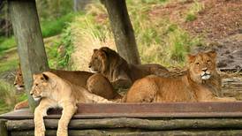 Five escaped lions put Sydney’s Taronga zoo into lockdown