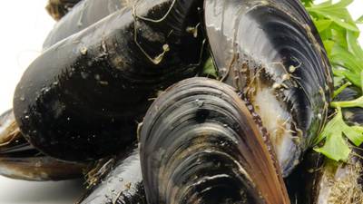 Judge dismisses claim of illegal mussel fishing by Northern Irish boats