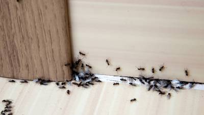 Ant infestations rising because of warm winters, says pest control group
