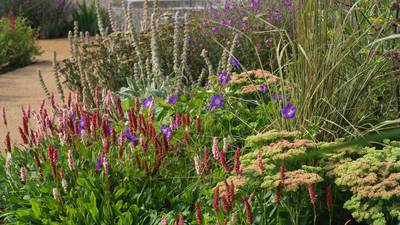 A Kildare hospice garden that soothes the soul