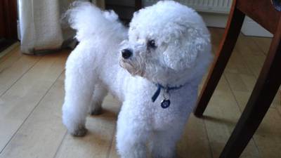 Snowy likes a bit of ruff: a shaggy dog story