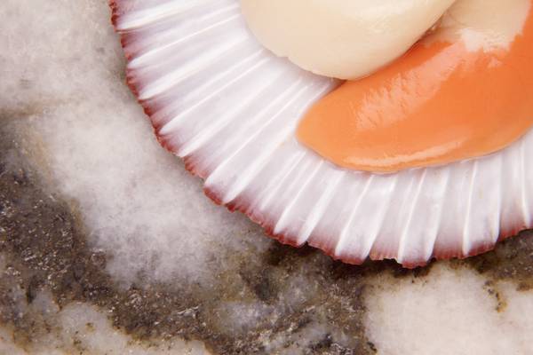 What’s wrong with selling scallops in their shell?