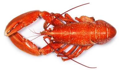 How to cook a lobster: ‘It needs nothing but itself and maybe a bit of seasoning’