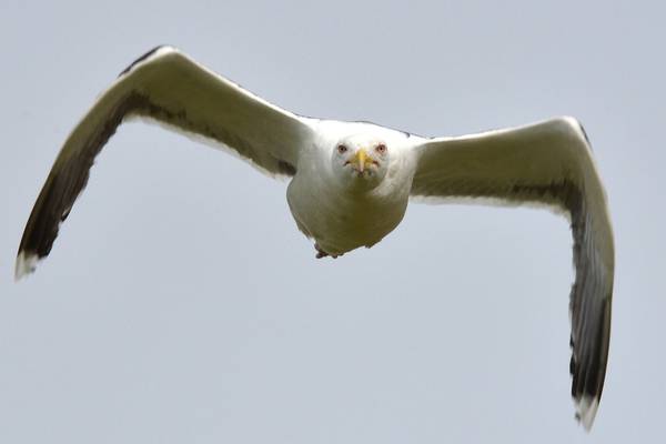 Aggressive seagulls are  attacking Dubliners, Seanad told