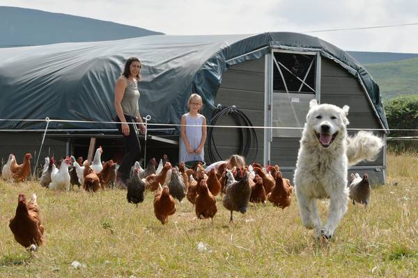 Meet gentle George the chicken dog and his hentourage