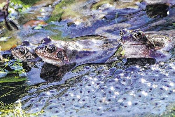 500 pairs of mating frogs under threat in Dublin's Phoenix Park