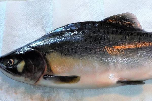 Anglers urged to report catches of Pacific pink salmon