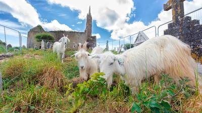 No acting the goat when it comes to cleaning up Cork graveyard