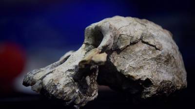 Skull discovery ‘a game changer’ in understanding of human evolution