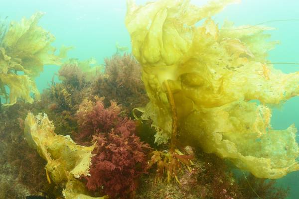 Scientists puzzled by arrival of invasive seaweed in Co Mayo